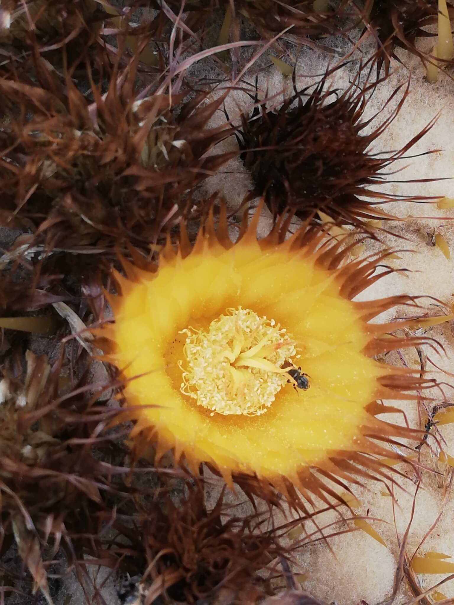 Echinocactus grusonii